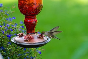 Discover When Hummingbirds Are Set to Flee Ohio (and Where They Go) Picture