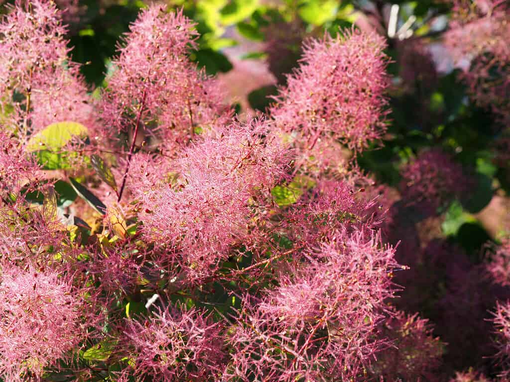 Cotinus coggygria, rhus cotinus, smoketree, smoke tree, smoke bush, or dyer's sumach is a species of flowering plant. Natural green and pink flower background