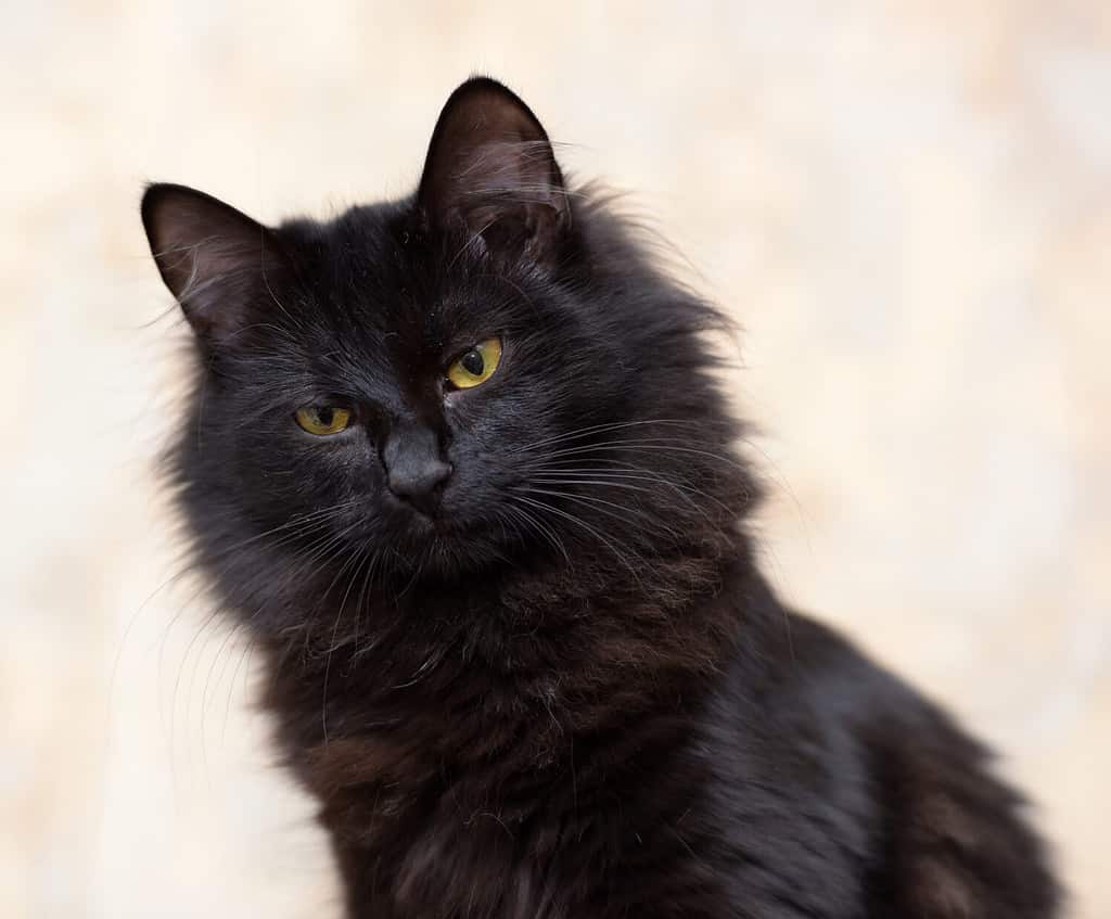 Black Siberian cat
