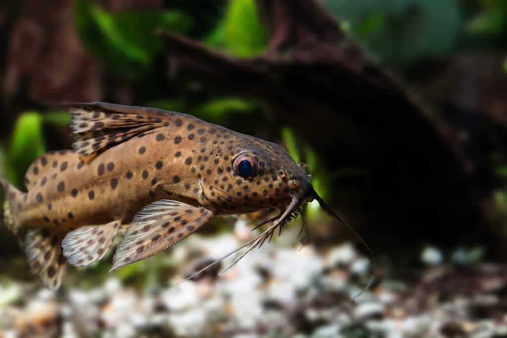 Catfish three pair of barbels macro view. Synodontis nigriventris blotched upside-down african predator fish, brown skin camouflage. Shallow depth of field photo.