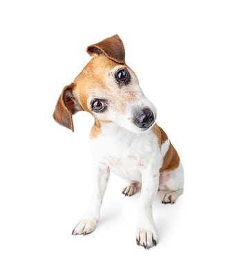 Simparica Trio for Dogs: Risks, Side Effects, Dosage, and More - A-Z ...