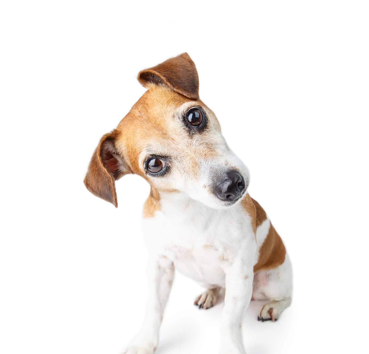 curious confused cute dog looks at you attentively. Adorable Jack Russell terrier pet. White background