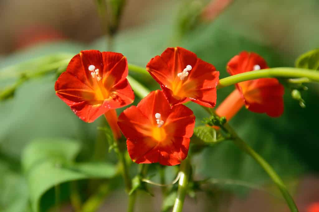 Pretty flowers of Red morning glory