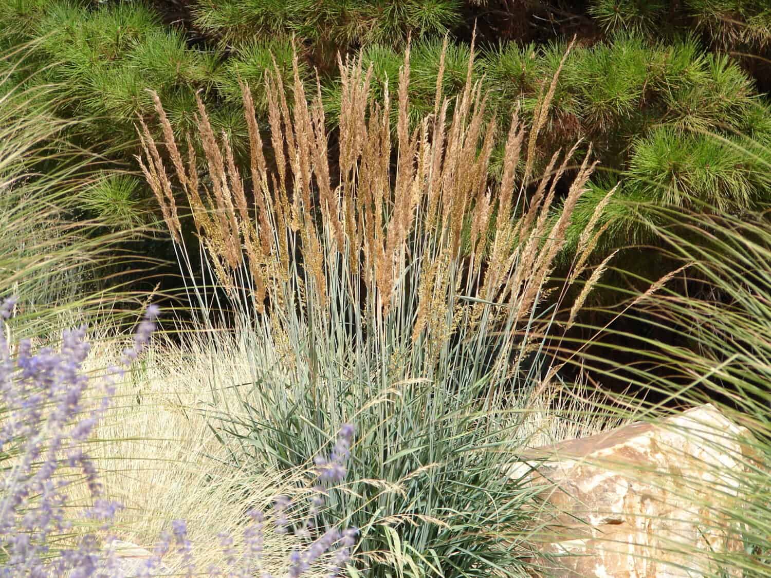 Indian Grass - Sorghastrum nutans - Ornamental Grass, Native Grass. Perfect for cold environmets down to zone 4. 