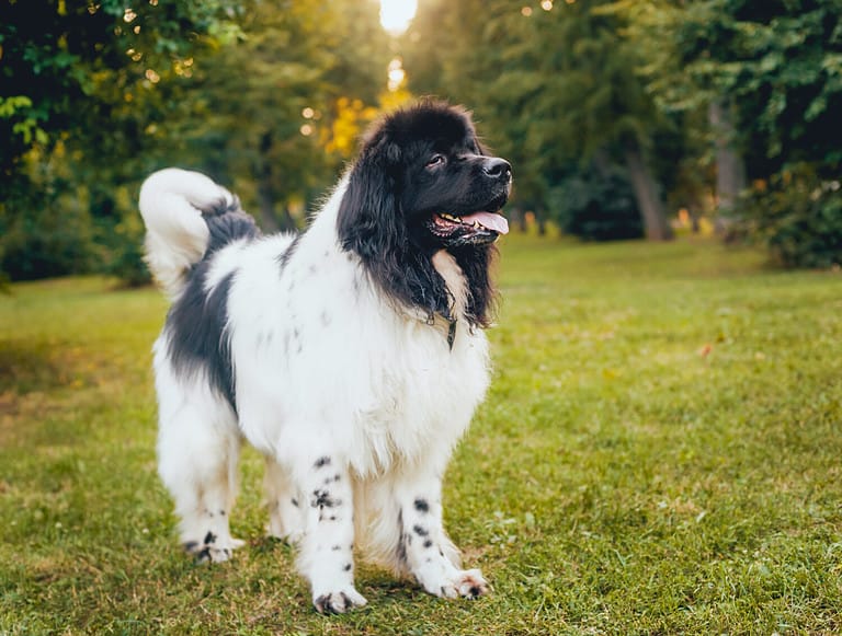 Beautiful newfoundland dog in the park.
