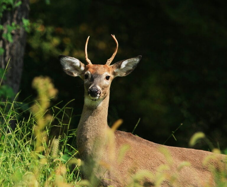 Spike Buck White Tailed Deer