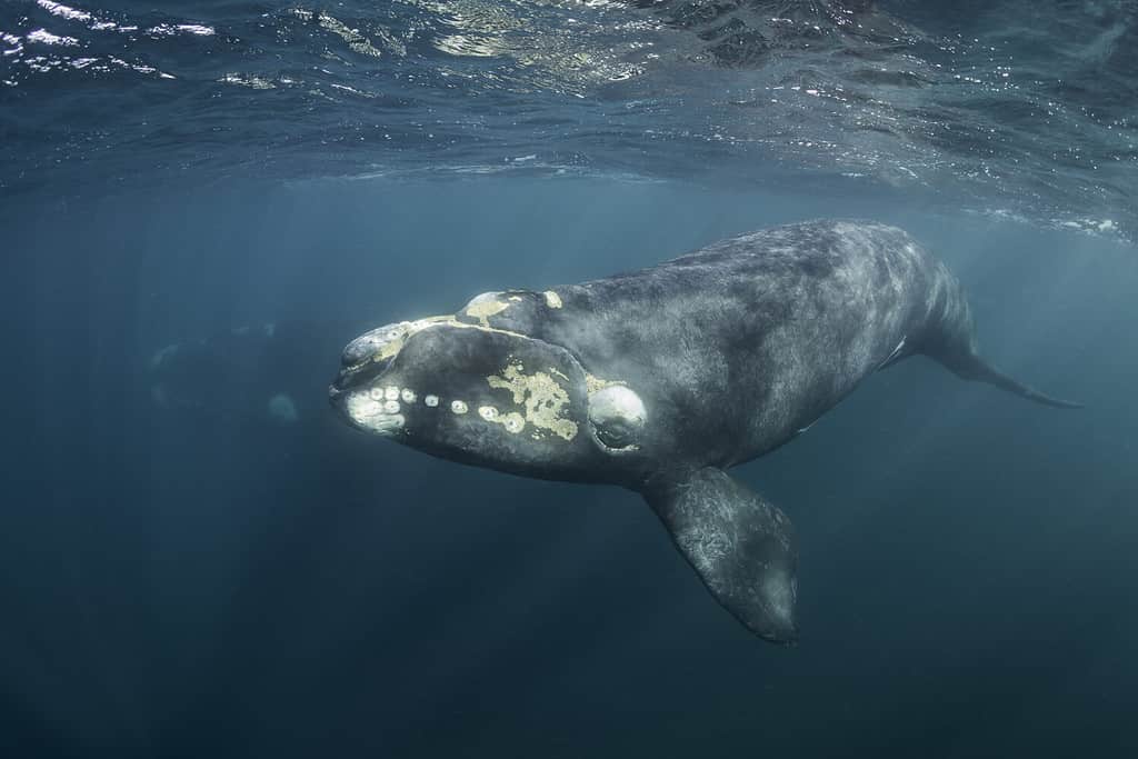 Curious southern right whale calf swimming on the surface as it's mother swims in the background, Nuevo Gulf, Valdes Peninsula, Argentina.
