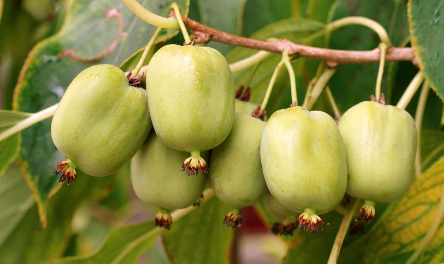 actinidia vitamin berry hardy kiwi food, nature, deliceosa, isolated