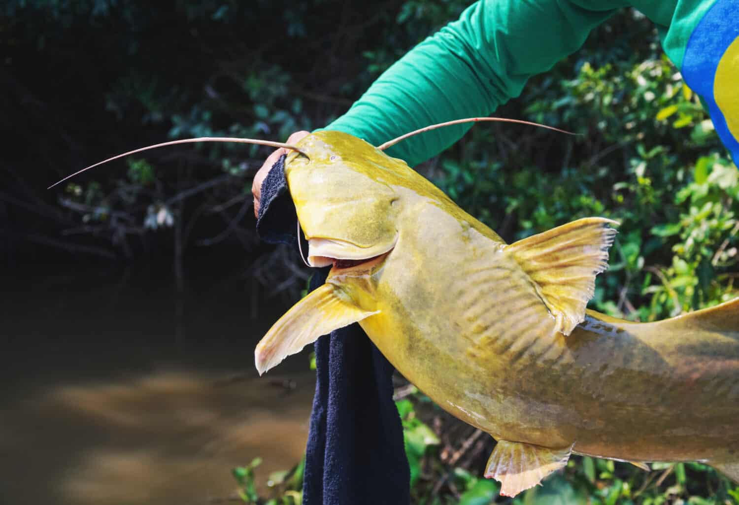 Fisherman holding a Jau fish. Photo taken at the Brazilian Pantanal. Corumba MS, Brazil.