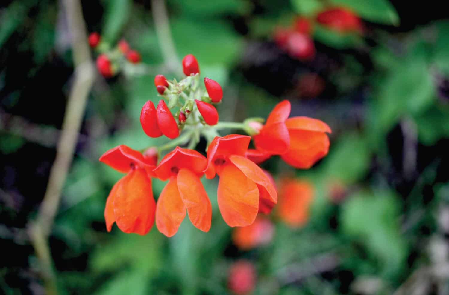 Closeup of scarlet runner bean flowers in a garden.