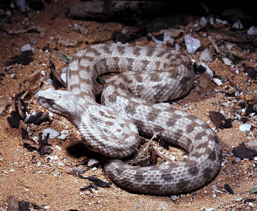 a mighty venomous snake Blunt-nosed viper, Macrovipera lebetina