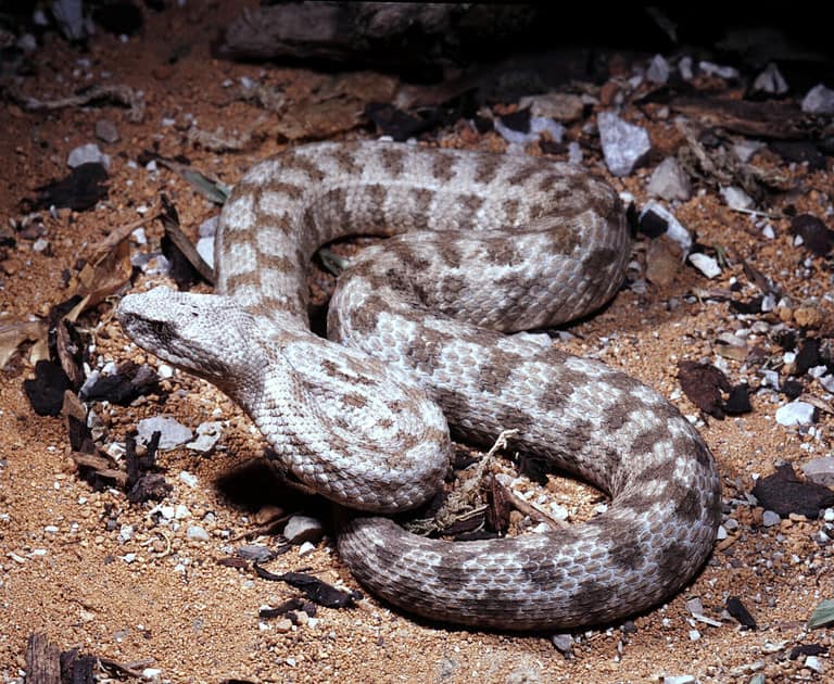 a mighty venomous snake Blunt-nosed viper, Macrovipera lebetina