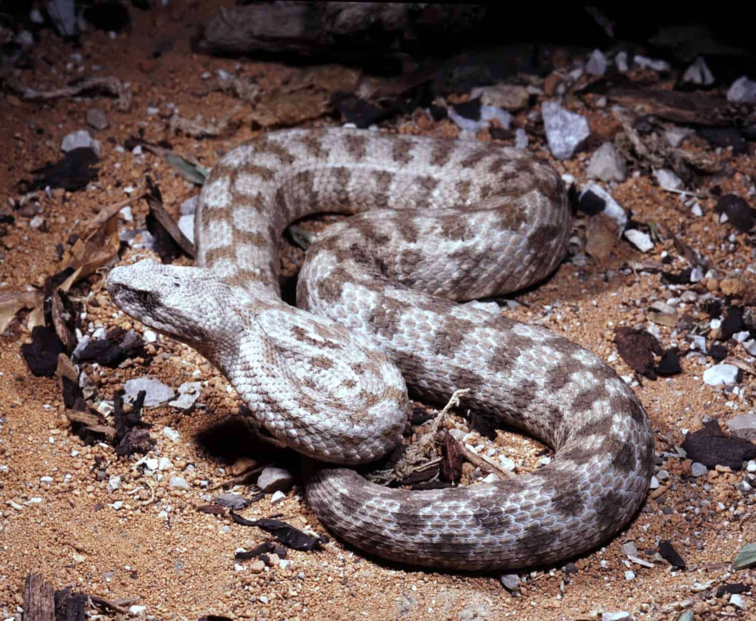 a mighty poisonous snake Blunt-nosed viper, Macrovipera lebetina
