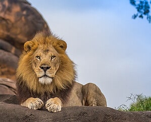 Dominant Male Lion Makes Sure His Teenage Son Understands His Place photo