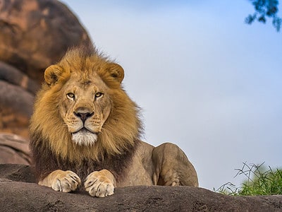 A Dominant Male Lion Makes Sure His Teenage Son Understands His Place