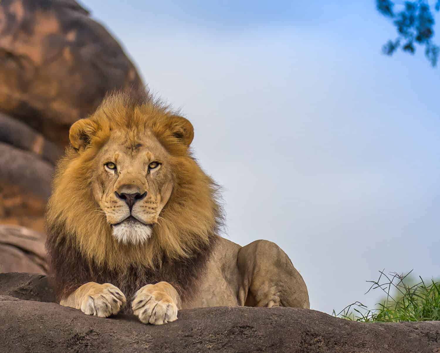 The magnificent lion: the symbol of Africa