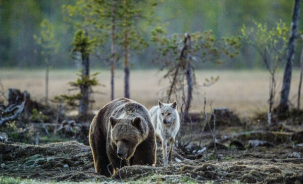 Watch This Gladiator Grizzly Bear Singlehandedly Battle A Pack Of