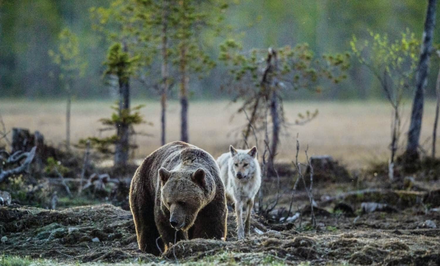 Brown Bear (Ursus Arctos) and Gray Wolf (Canis lupus) at night in summer.