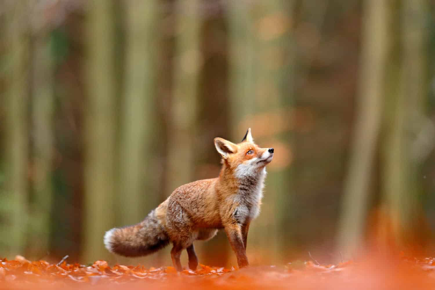 Cute Red Fox, Vulpes vulpes in fall forest. Beautiful animal in the nature habitat. Wildlife scene from the wild nature. Red fox running in orange autumn leaves. 