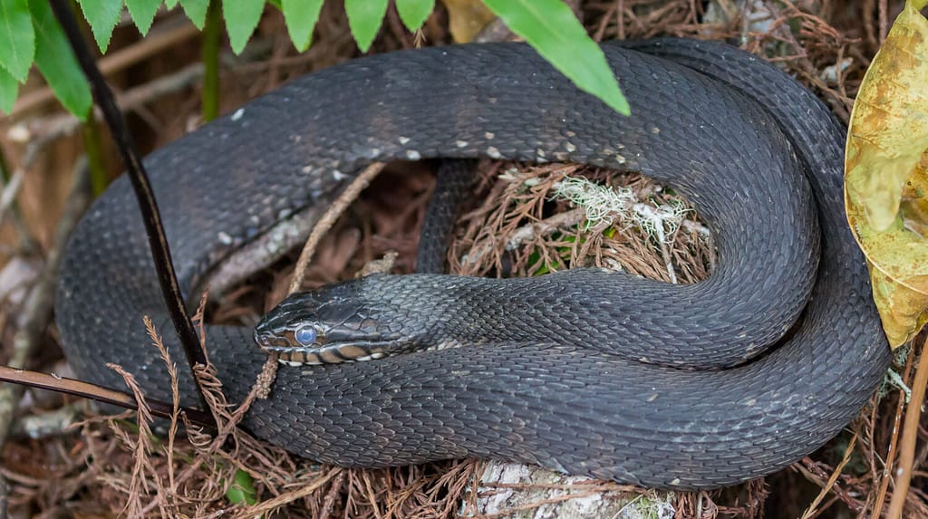 Southern/Banded Water Snake