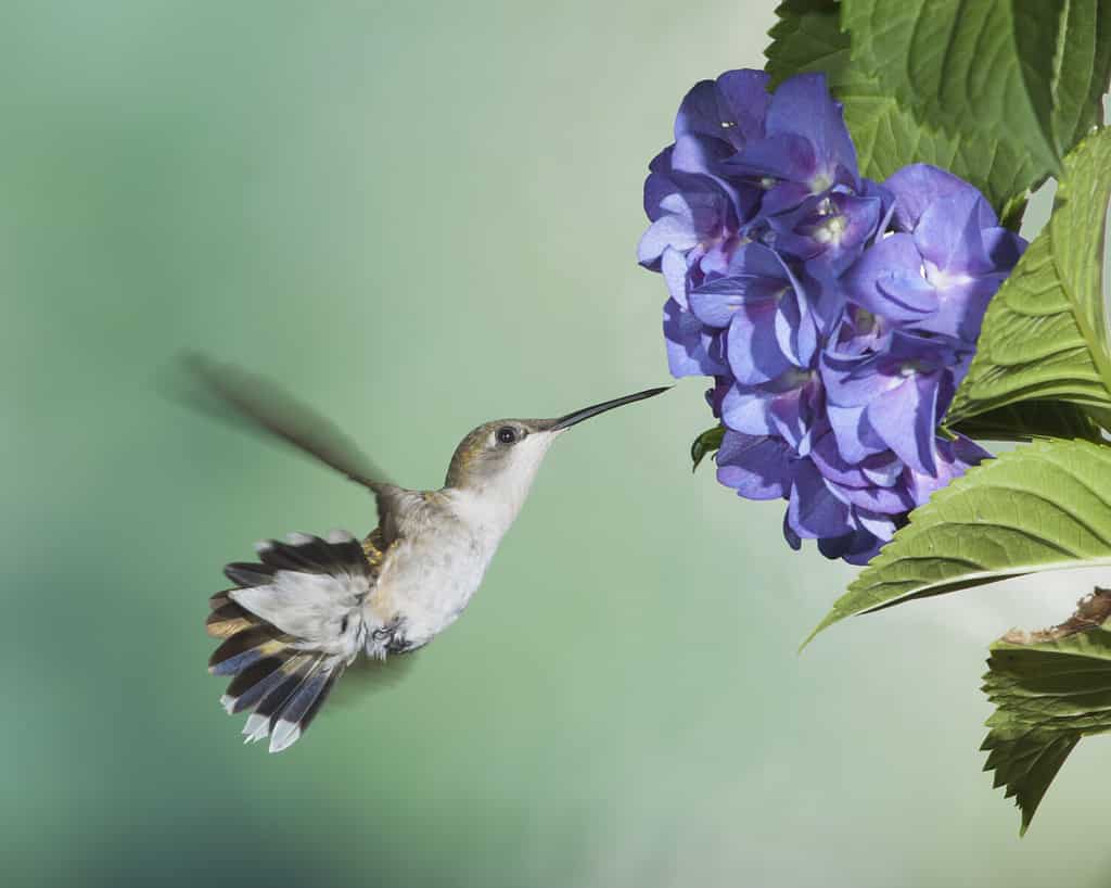 Female Ruby-throated Hummingbird on Hydrangea