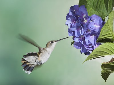 A Do Hummingbirds Like Hydrangeas? Growing Tips + 5 Other Flowers Hummingbirds Love