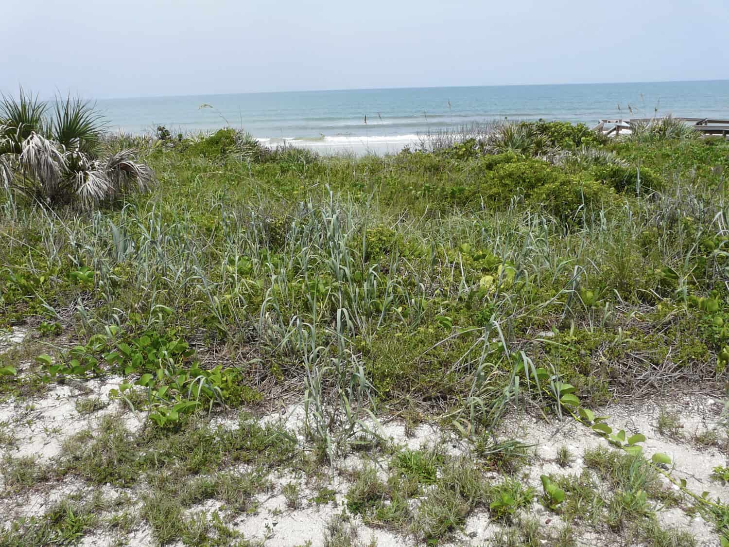 This landscape of Apollo Beach on Florida's Canaveral National Seashore displays a view of the Atlantic Ocean and a variety of coastal vegetation.