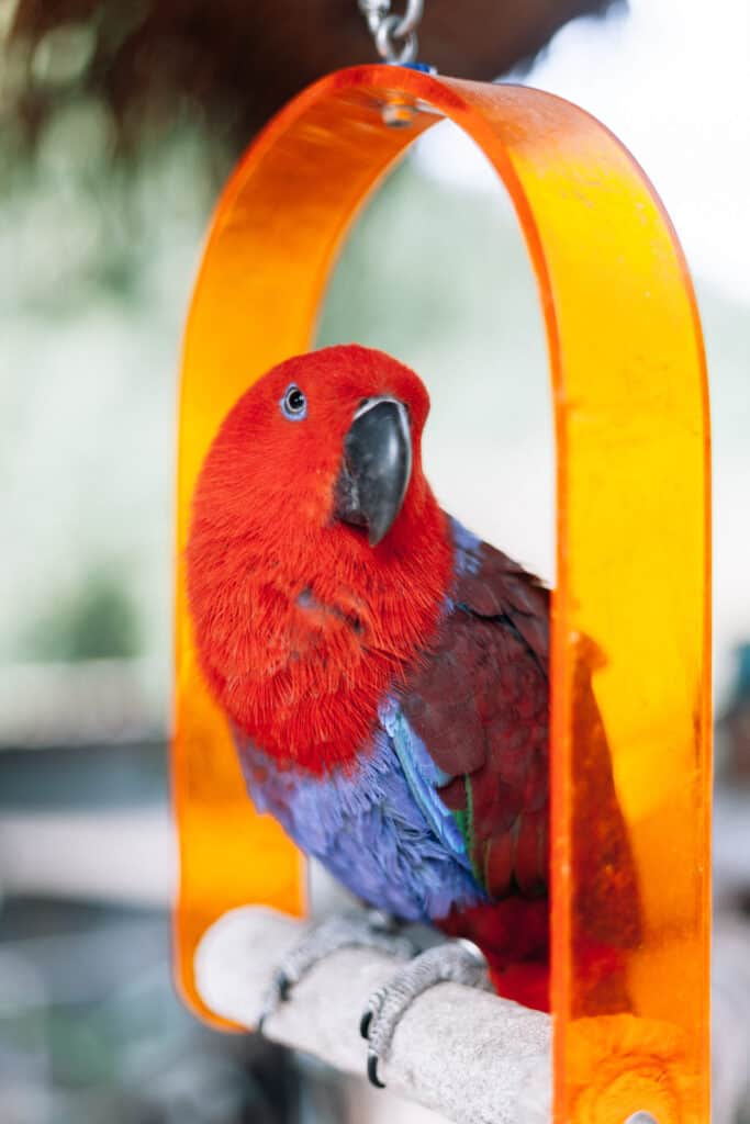red factor sun conure parrot