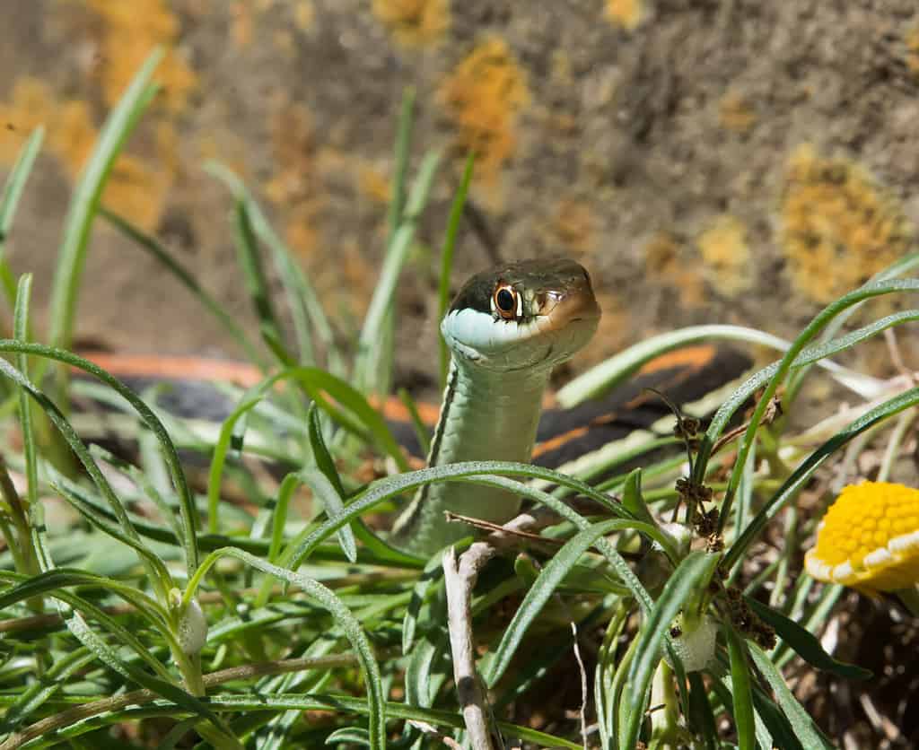 Western ribbon snake