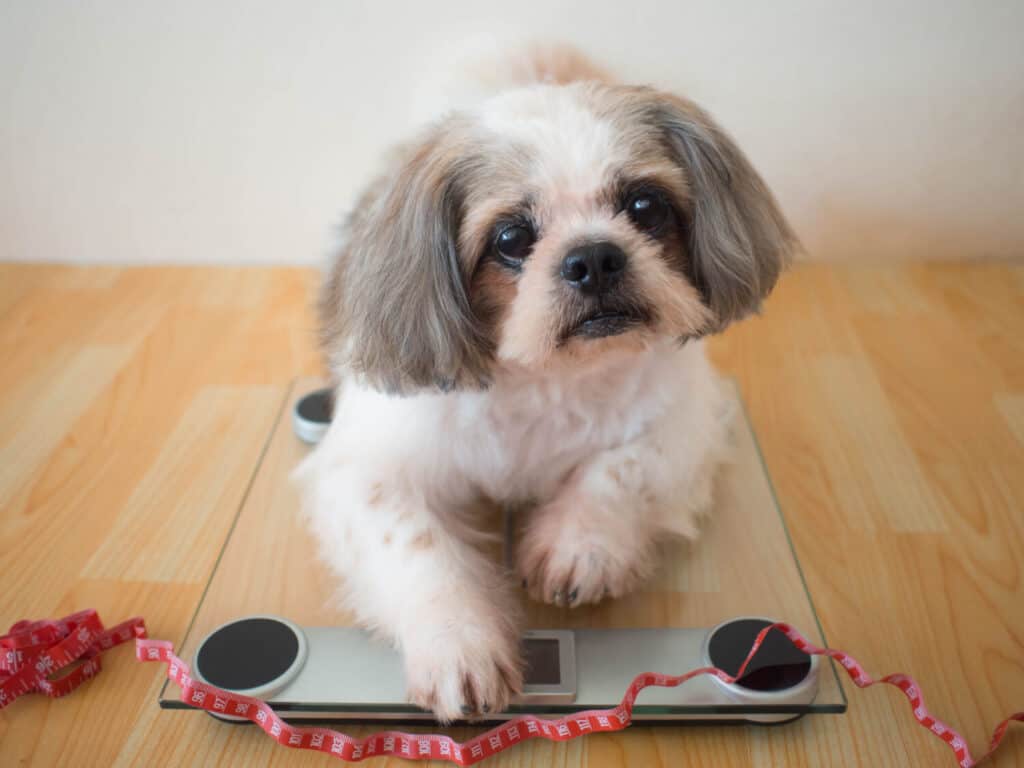 Fat Shih tzu dog sitting on weight scales with red measuring tape at home. Concept of pet health care, animal obesity problem and diet control.
