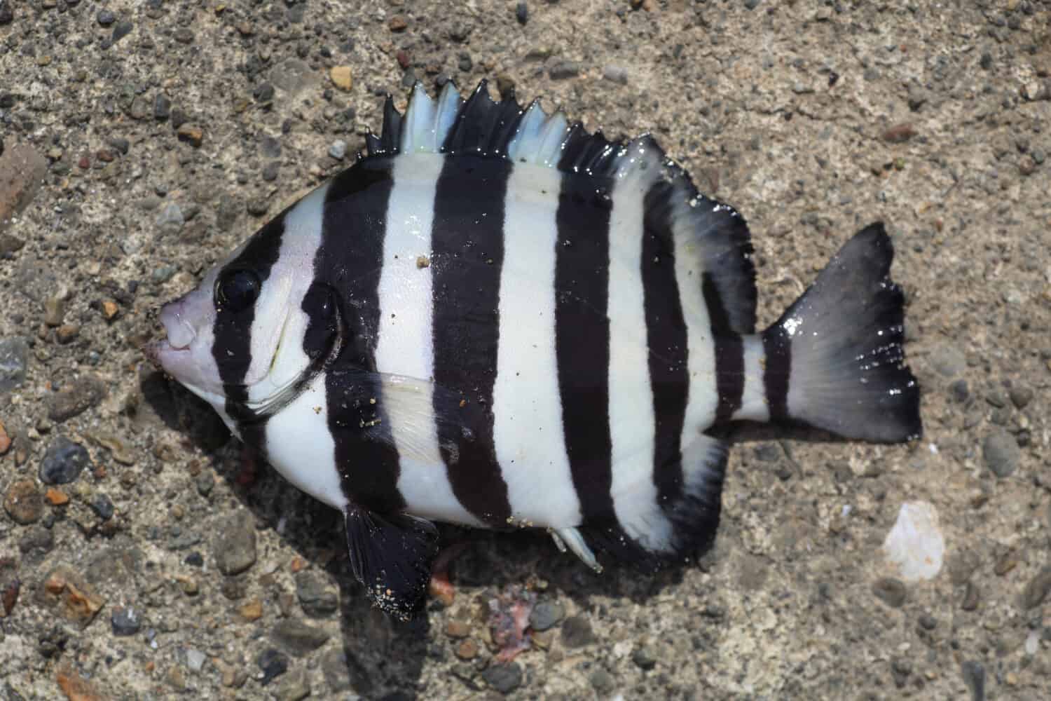 Striped beakfish or Barred Knifejaw (Oplegnathus fasciatus) in Japan