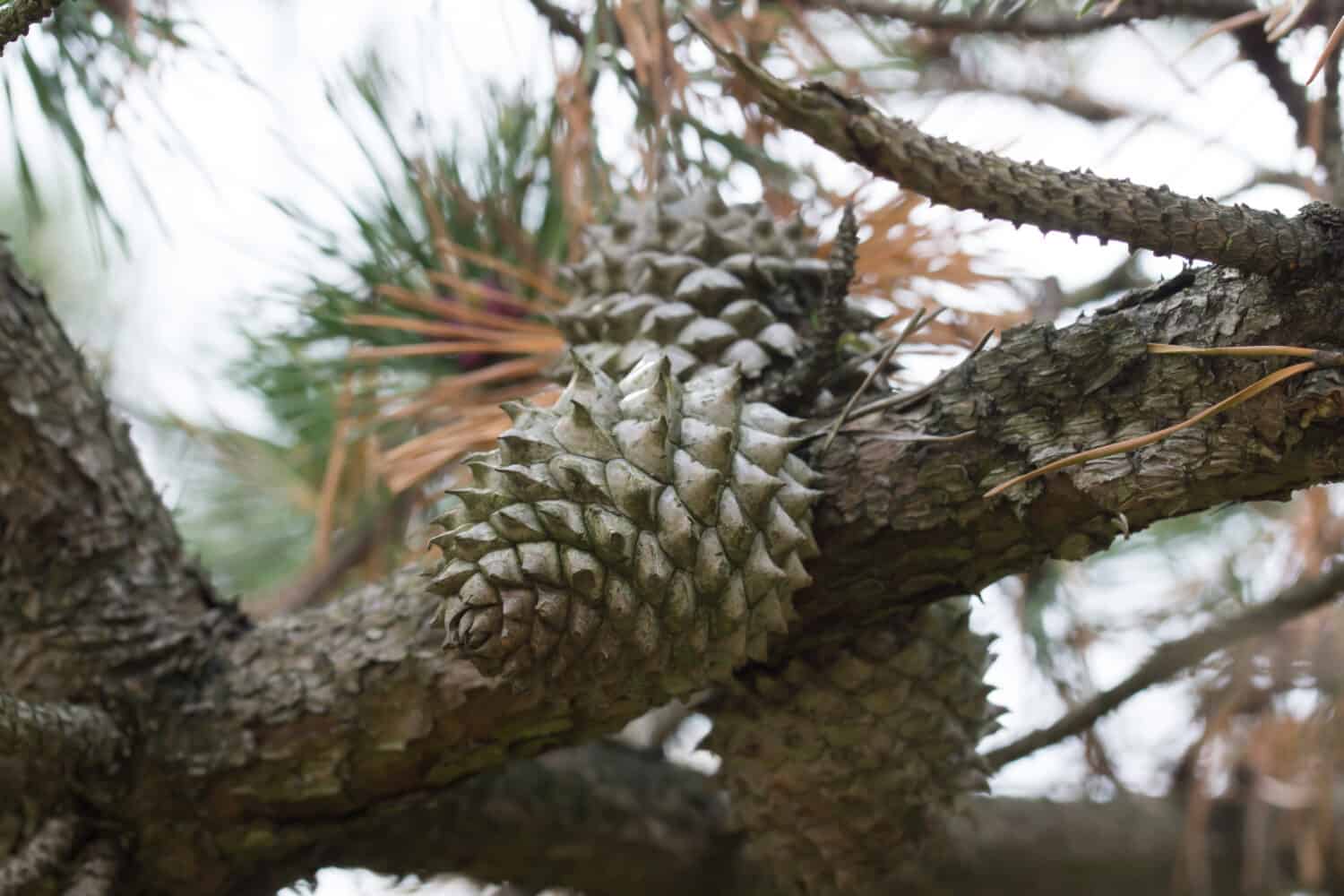 Close ups on the cones of the table mountain pine (Pinus pungens) also called hickory pine, native to the Appalachian Mountains in the United States of America