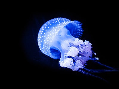 A Jellyfish