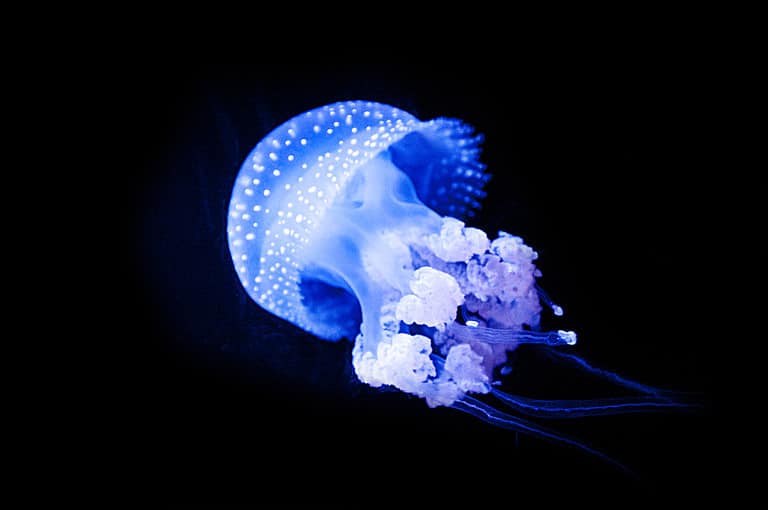 The 9 Colors Of Jellyfish (Rarest to Most Common)