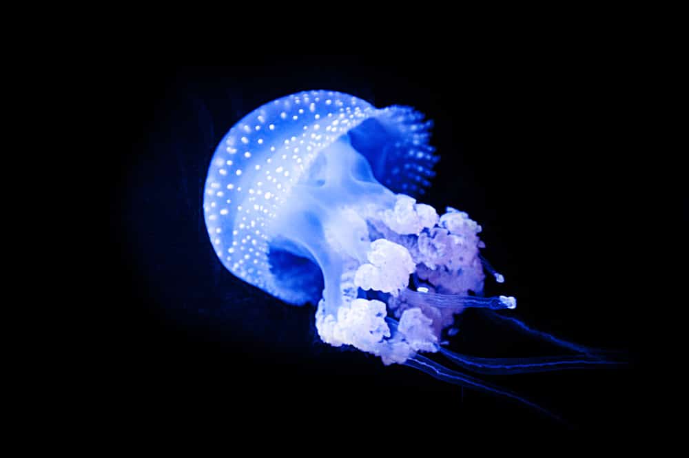 WHITE-SPOTTED JELLYFISH (Phyllorhiza punctata) is a species also known as the floating bell