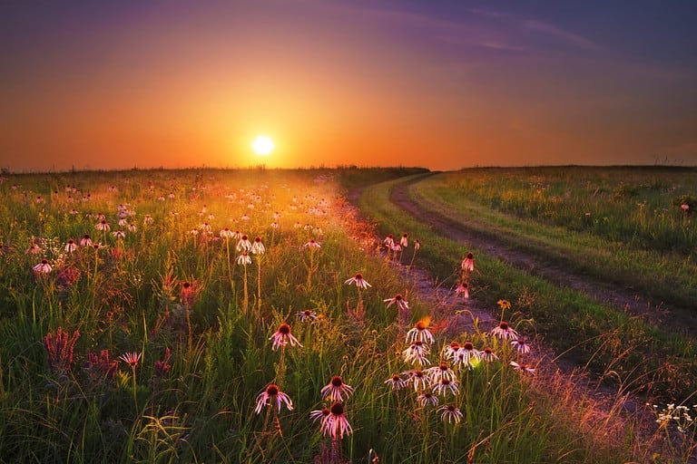 Sunset on the Wah'Kon-Tah Prairie in Missouri with various types of coneflowers and other wildflowers glowing in the sunlight.