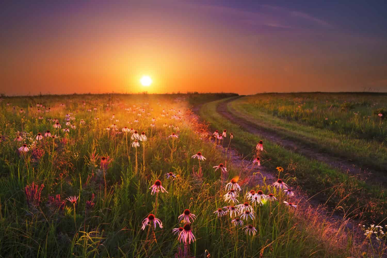 Sunset on the Wah'Kon-Tah Prairie in Missouri with various types of coneflowers and other wildflowers glowing in the sunlight.