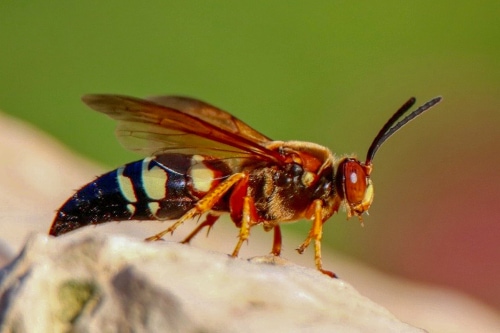 Closeup of a Cicada Killer Wasp sitting on a rock in a garden on a sunny summer afternoon near Lake Harriet in Minneapolis, Minnesota
