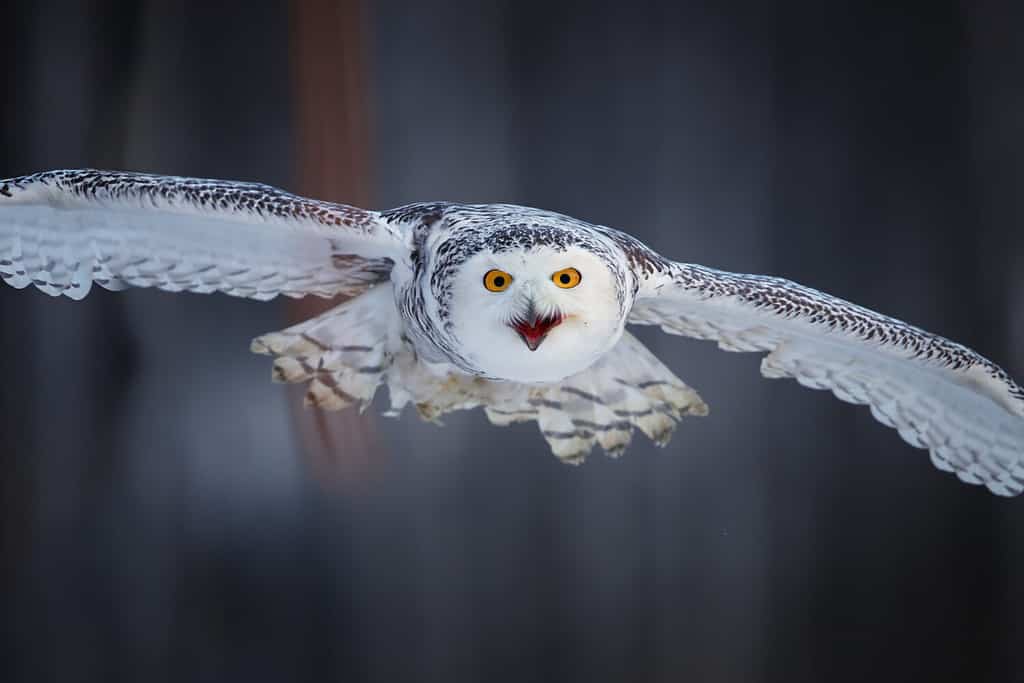 Attacking Snowy owl Bubo scandiacus from direct view. Portait of famous white owl with black spots and bright yellow eyes, flying directly at camera. Animal action scene, Finland.