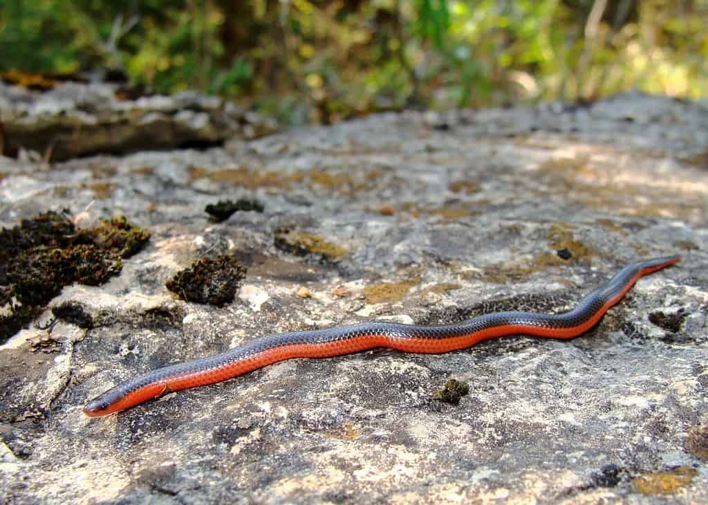 Western Worm Snake, Carphophis vermis