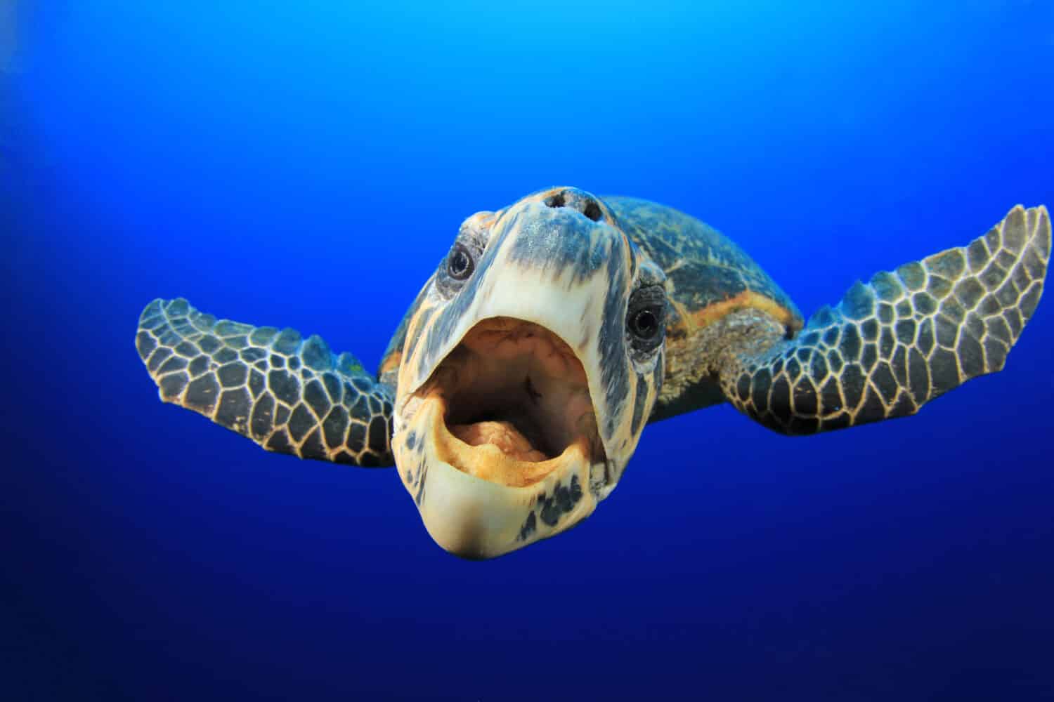 Curious friendly Hawks Bill Sea Turtle in blue water