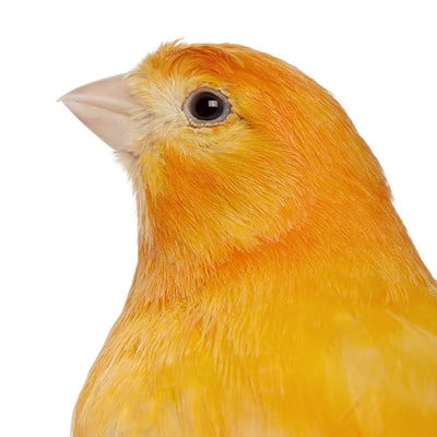 Canary Colors: Most Common to Rarest - A-Z Animals