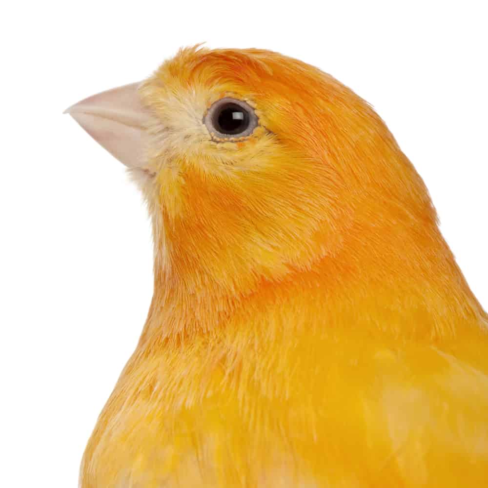 Close-up of Canary, Serinus canaria domestica, 2 years old, in front of white background