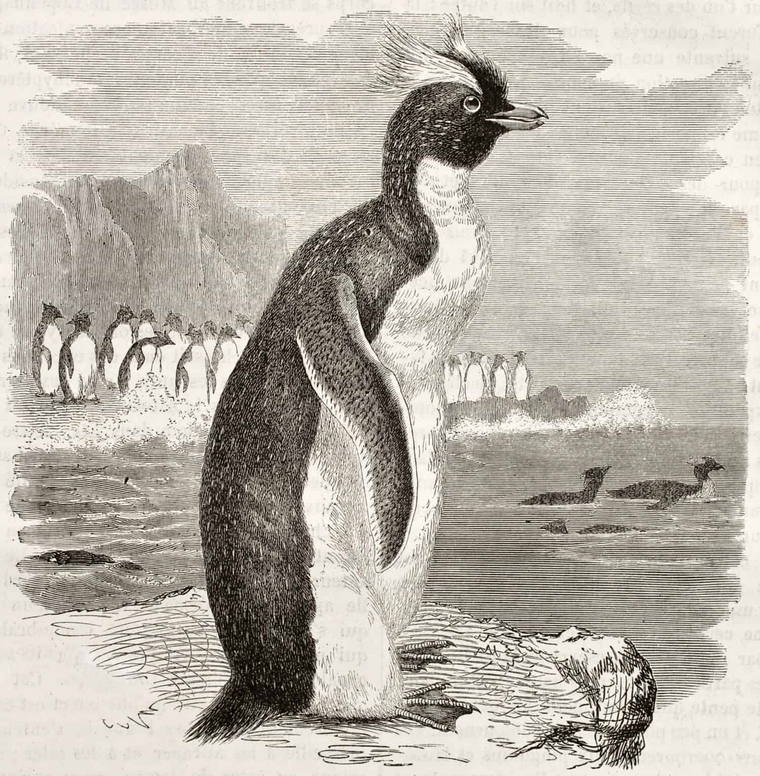 Southern Rockhopper Penguin old illustration (Eudyptes chrysocome). Created by Kretschmer, published on Merveilles de la Nature, Bailliere et fils, Paris, ca. 1878