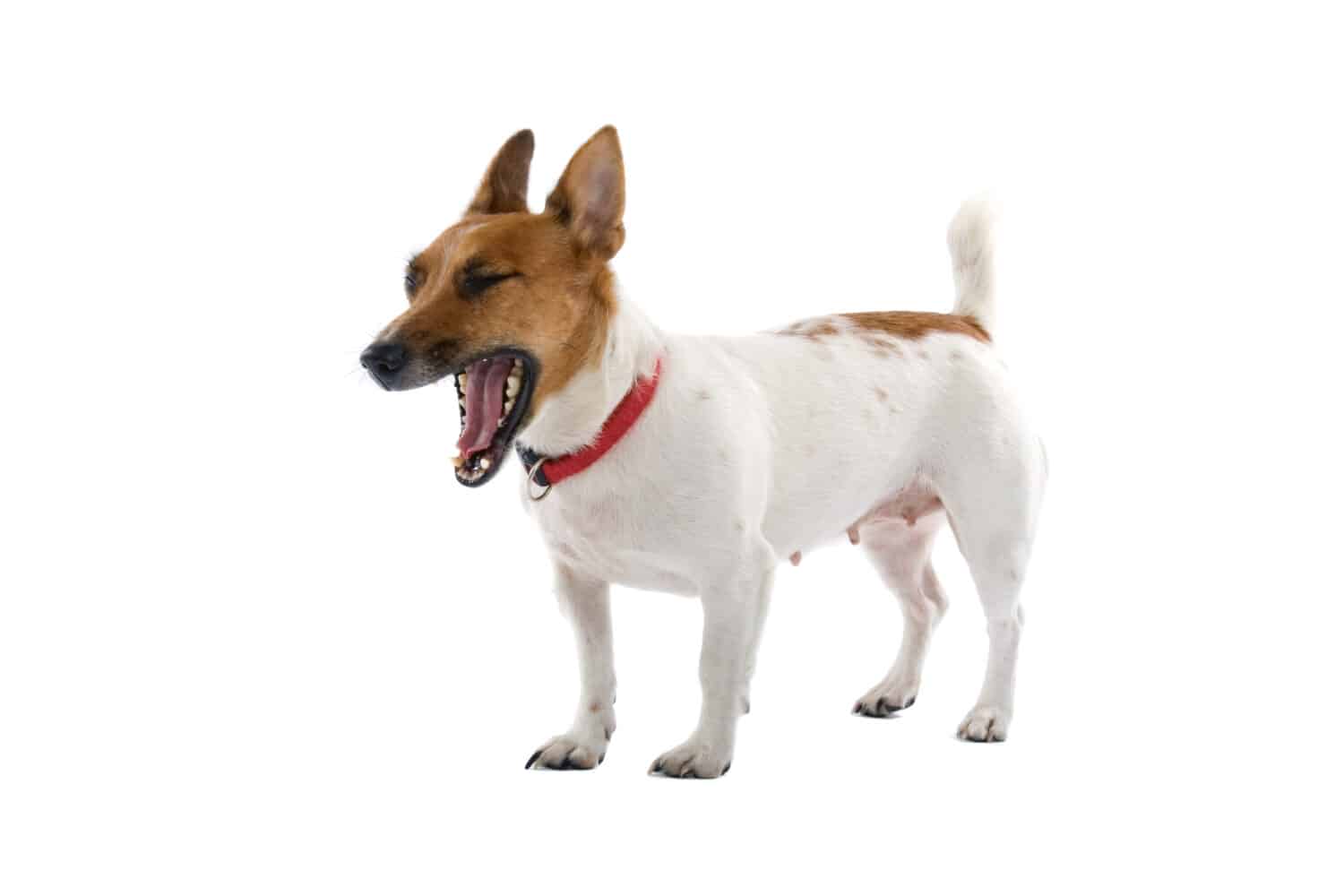  jack russel terrier isolated on a white background