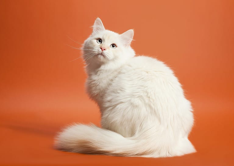 small siberian kitten on light brown background