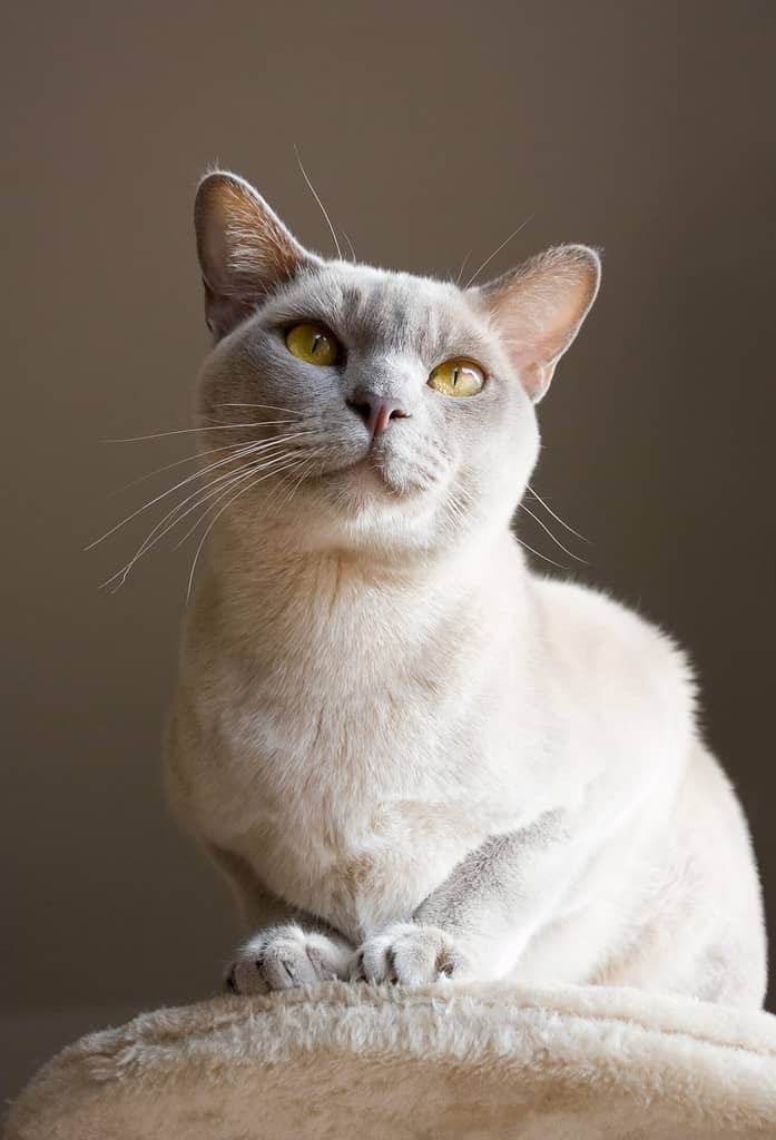 Burmese short hair cat of creme color, sitting on its cat house