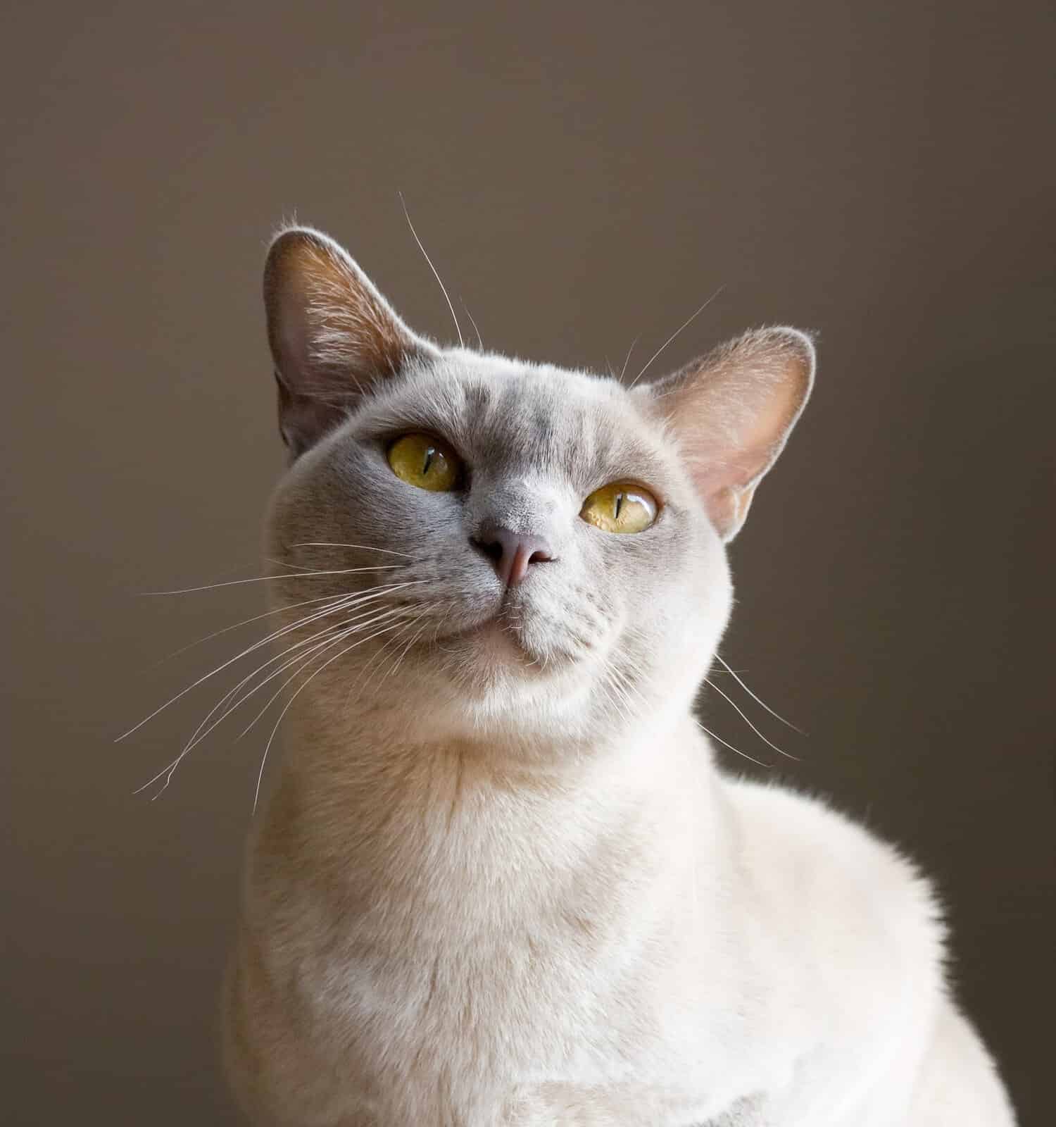 Lilac Burmese Cat Lilac Burmese Cat