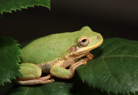 10 Essential Facts About Tree Frogs - A-Z Animals