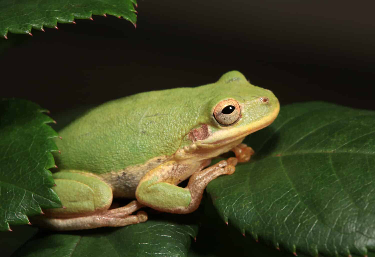 Squirrel Tree Frog on Rose Leaves